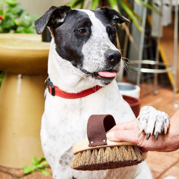 Plastic-Free Pet Grooming Brush — Natural Fiber &amp; Rubberwood