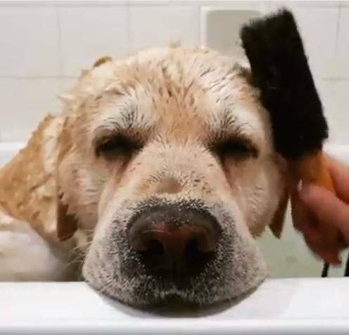 EcoMax Wash &amp; Groom Pet Brush — Natural Fiber &amp; Timber