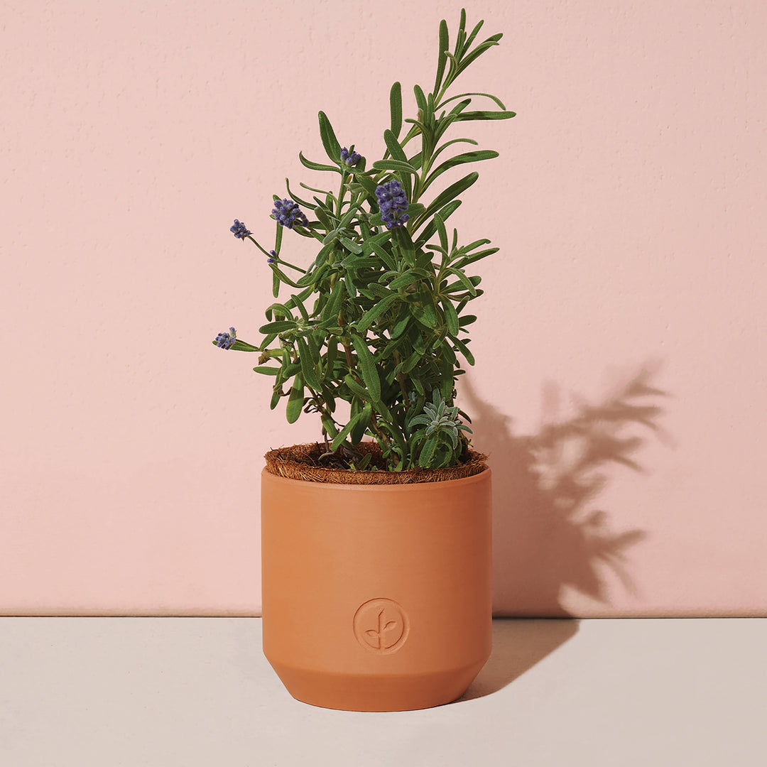 Thank You Daisy Tiny Terracotta Grow Kit