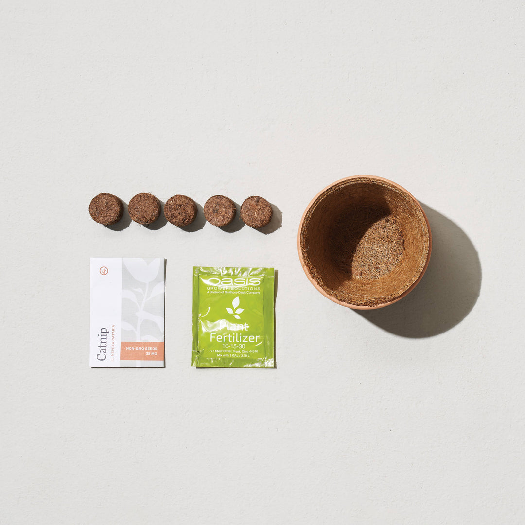 Thank You Daisy Tiny Terracotta Grow Kit