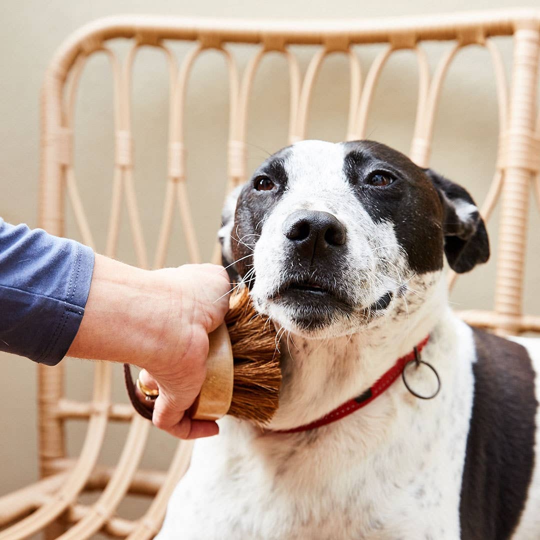 Plastic-Free Pet Grooming Brush — Natural Fiber &amp; Rubberwood