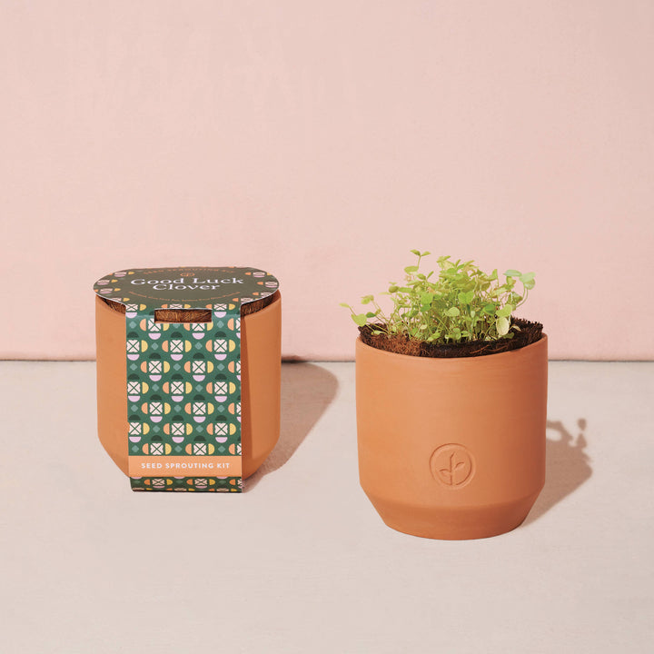 Thank You Daisy Tiny Terracotta Grow Kit
