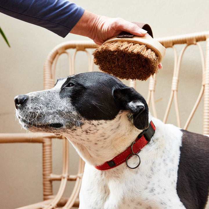 Plastic-Free Pet Grooming Brush — Natural Fiber &amp; Rubberwood