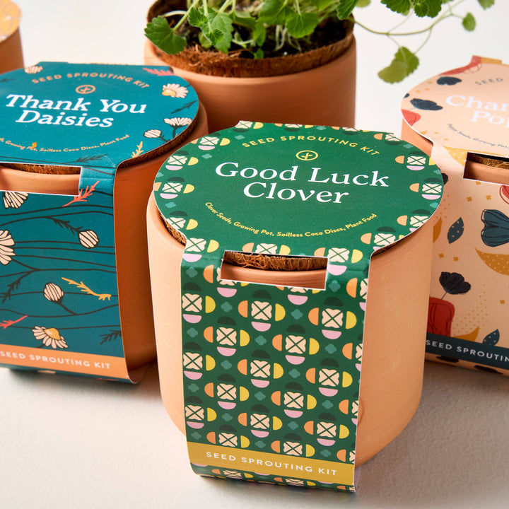 Thank You Daisy Tiny Terracotta Grow Kit