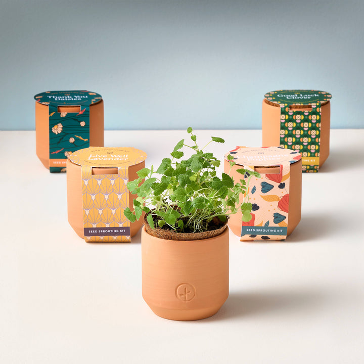 Thank You Daisy Tiny Terracotta Grow Kit
