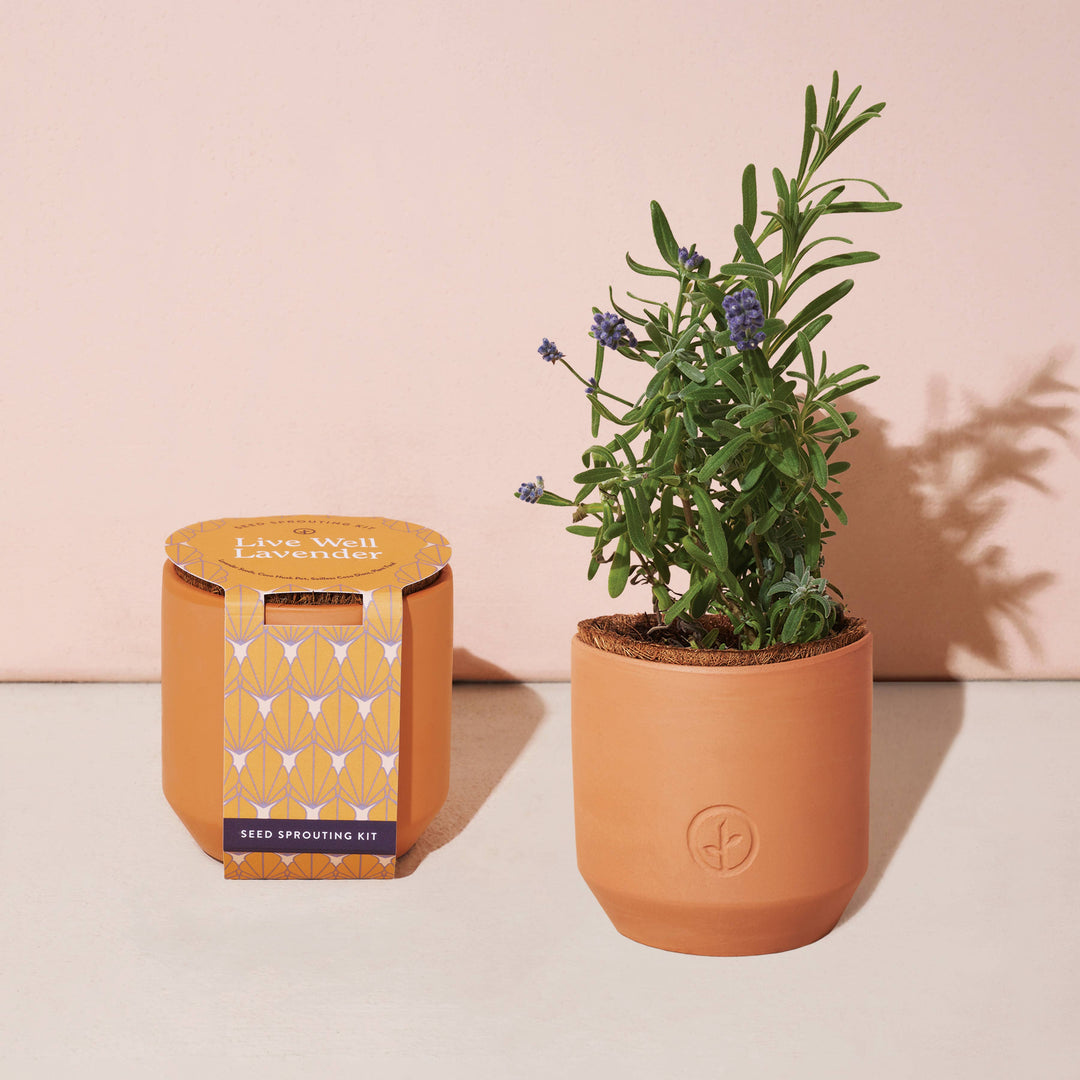 Thank You Daisy Tiny Terracotta Grow Kit