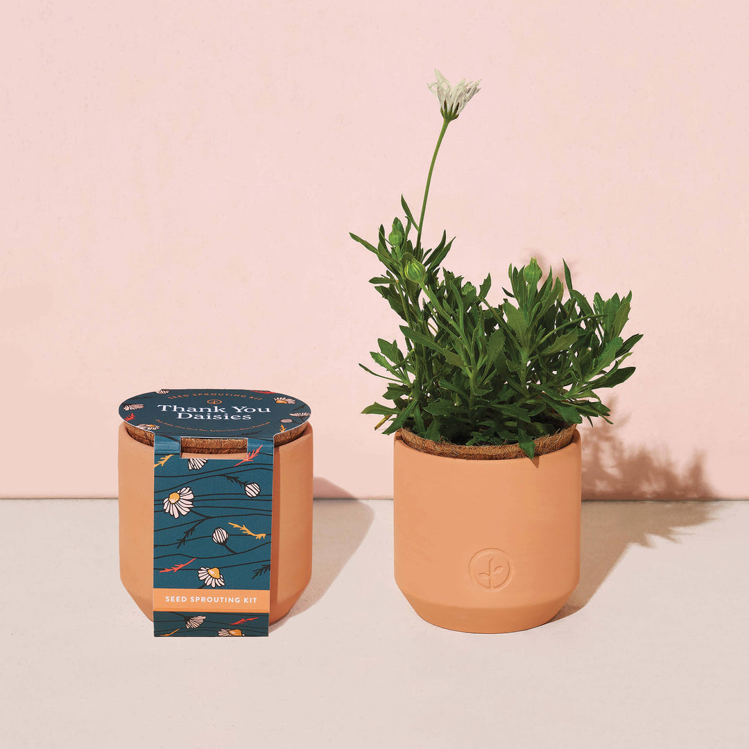 Thank You Daisy Tiny Terracotta Grow Kit