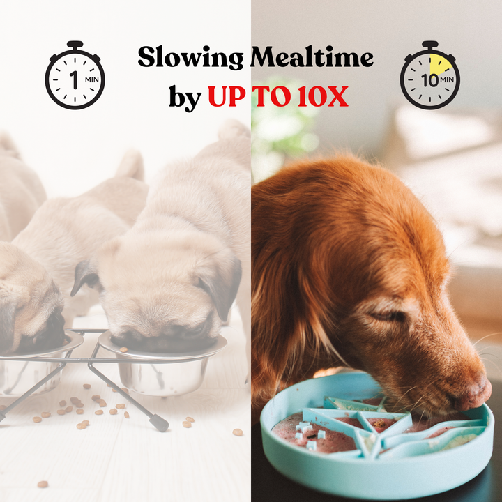 Dogs using a durable slow feeder bowl to slow mealtime by up to 10 times, reducing gulping and bloat.