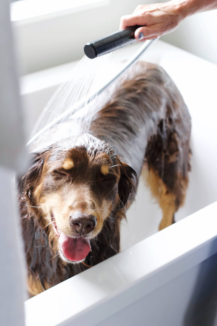 Dog Shampoo — Lavender + Chamomile
