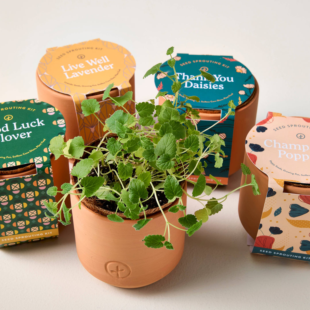 Thank You Daisy Tiny Terracotta Grow Kit